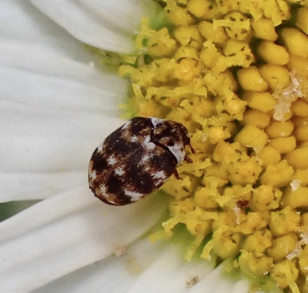 Varied carpet beetle on white daisy flower demonstrating how adults enter homes from outdoors