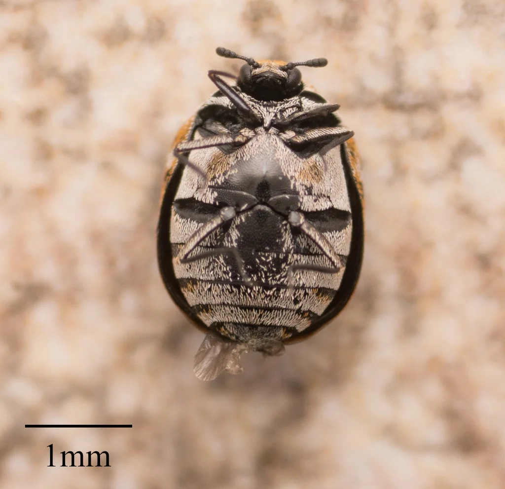 Adult varied carpet beetle viewed from above showing distinctive mottled pattern with 1mm scale bar