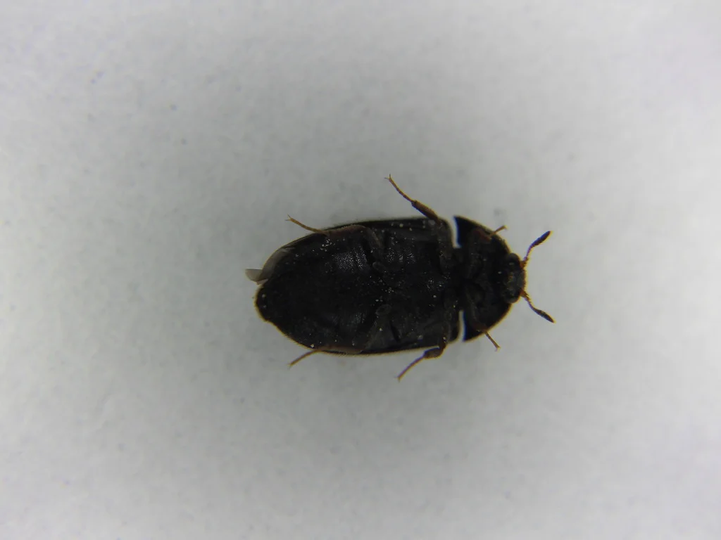 Black carpet beetle viewed from above showing solid dark coloration
