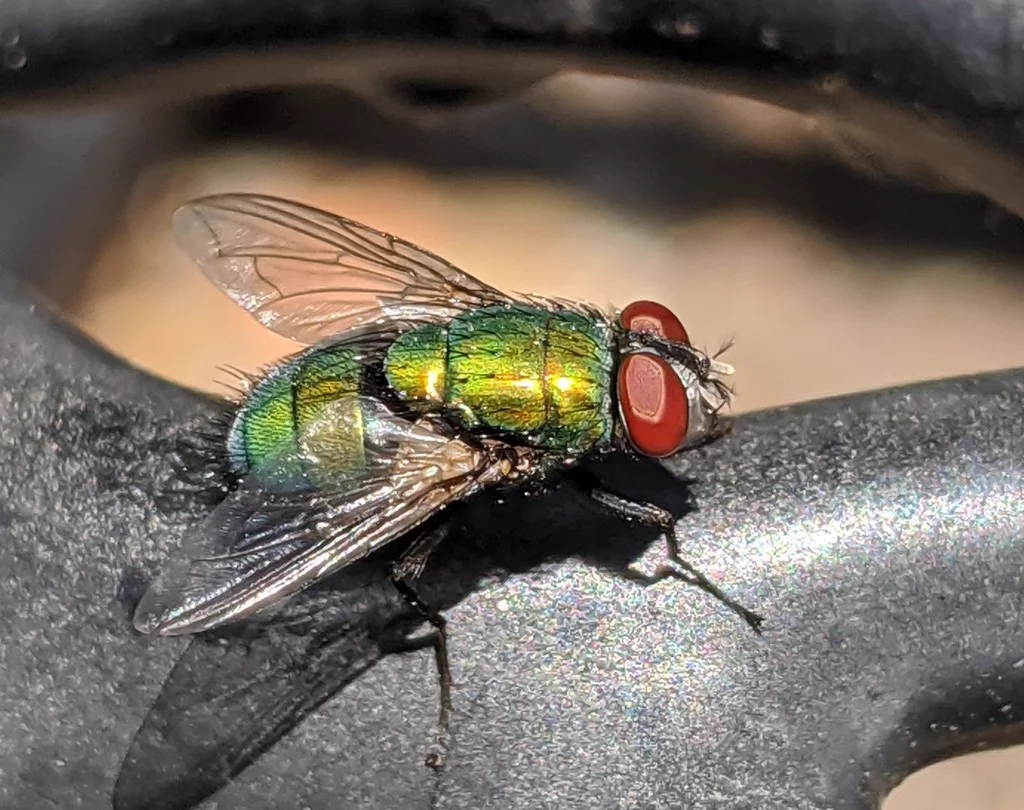 Metallic green carrion fly resting on a surface showing detailed wing structure