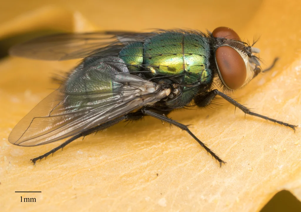 Side profile of a carrion fly showing its large red eyes and metallic green thorax