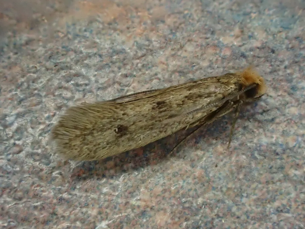 Casemaking clothes moth displaying mottled brown wing pattern with faint dark spots