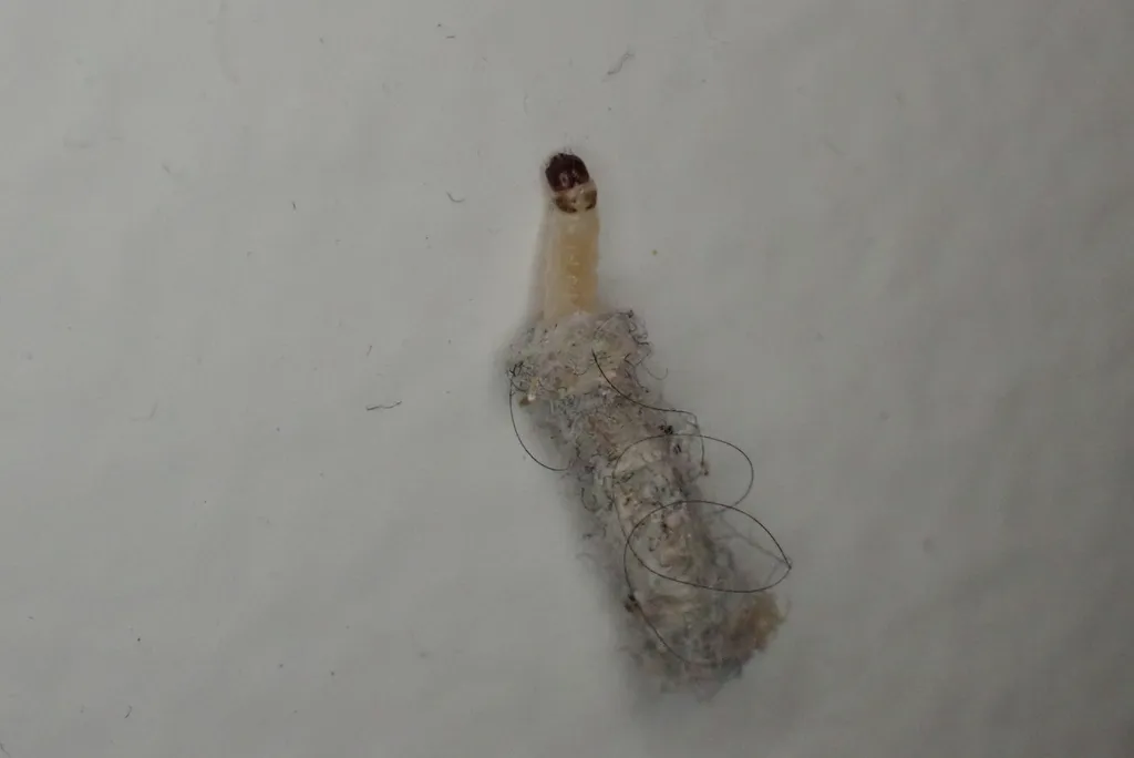 Casemaking clothes moth larva inside its distinctive portable silk case made of fibers