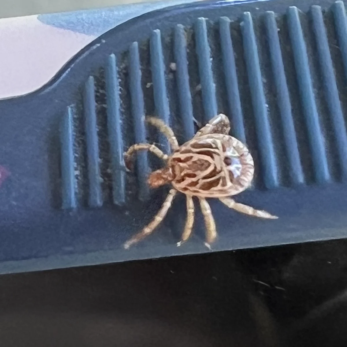 Cayenne tick dorsal view showing characteristic pendant necklace pattern on scutum