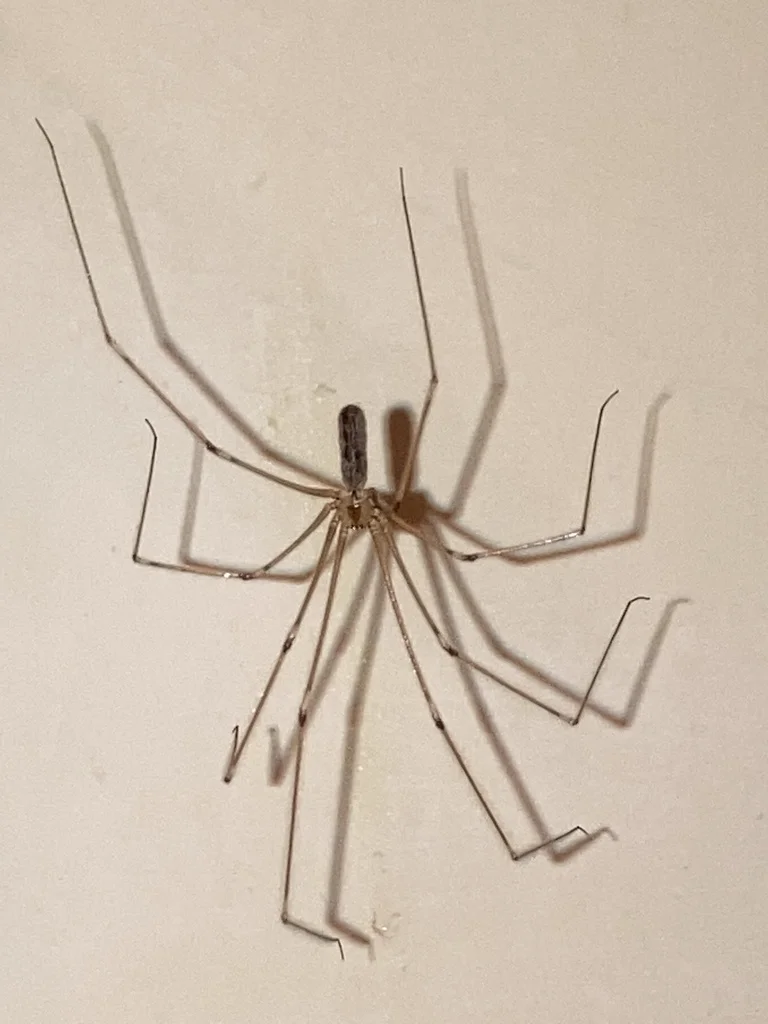 Pale cellar spider with long legs in a basement corner