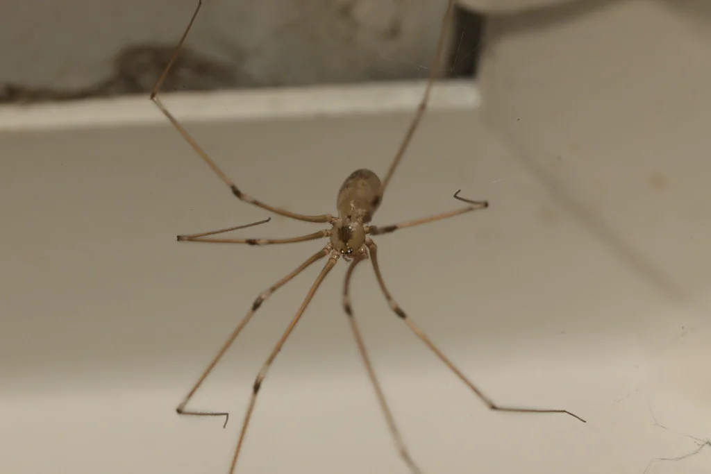 Detailed view of cellar spider from below showing leg joints and body structure