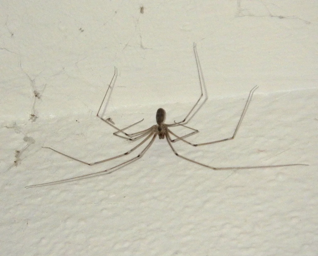 Long-bodied cellar spider showing pale coloration against white textured wall