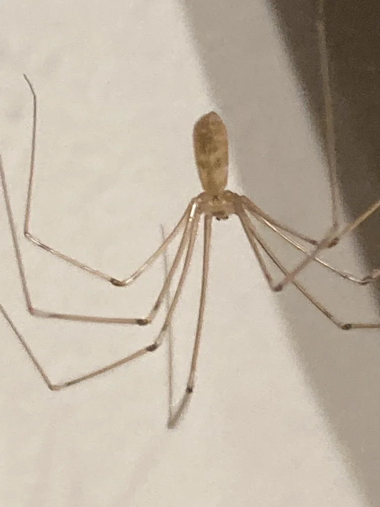 Close-up of cellar spider showing elongated abdomen and translucent body