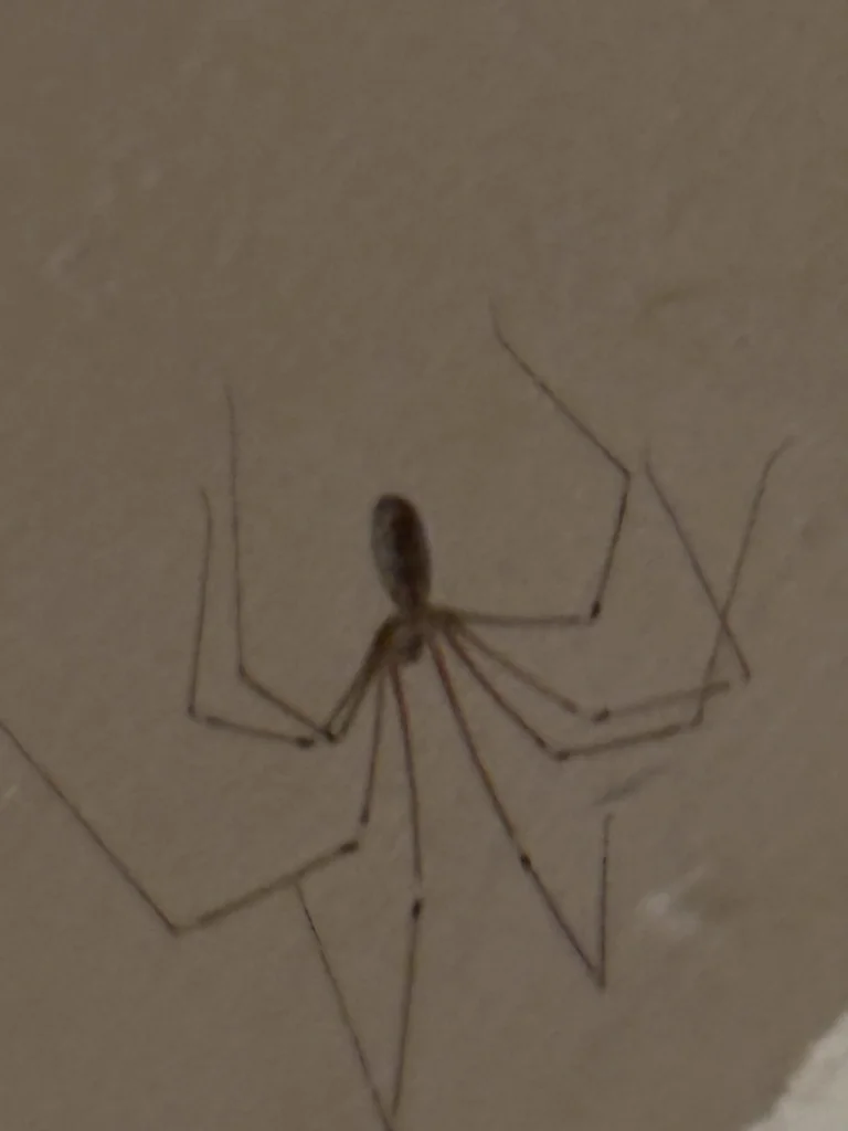 Cellar spider on ceiling showing typical indoor habitat and posture