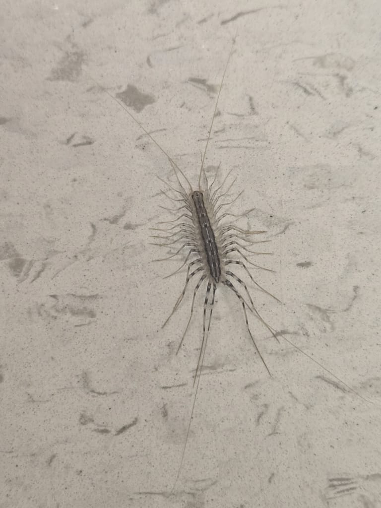 House centipede with long legs