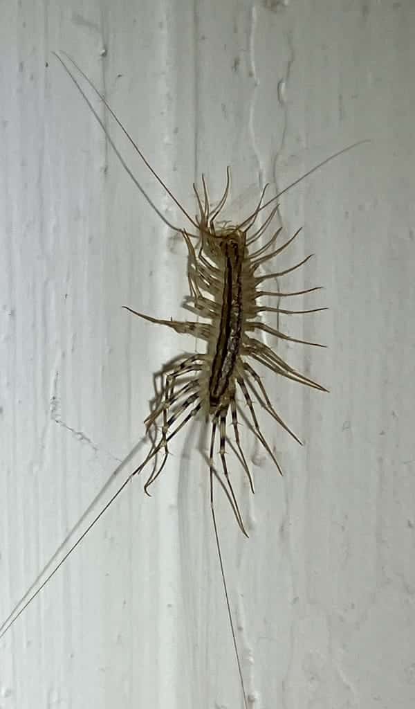 Centipedes photo 2