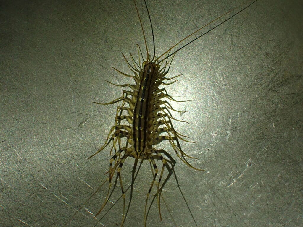 Centipedes photo 4