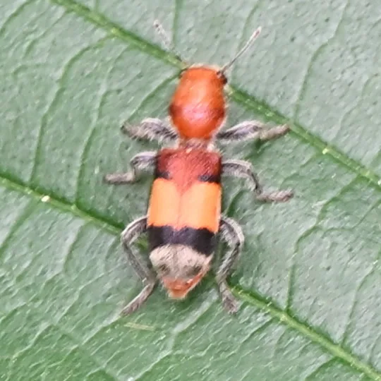 Orange-banded checkered beetle on a leaf showing its fuzzy red-orange body, black and cream bands, and long legs