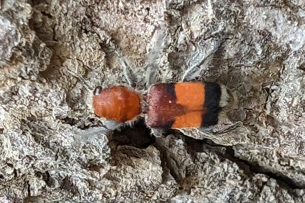 Orange-banded checkered beetle hunting on rough tree bark, where it searches for bark beetles and wood borers