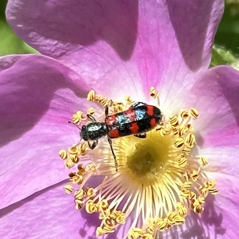 Red-blue checkered beetle with red and dark blue bands feeding on a pink wild rose flower