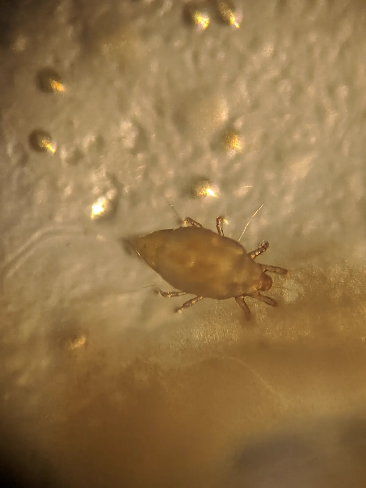 Side view of a cheese mite on a surface showing body structure and legs