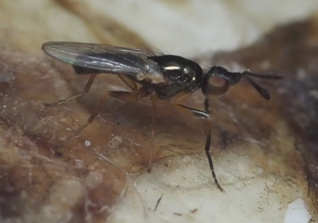 Cheese skipper fly showing wing structure and body shape