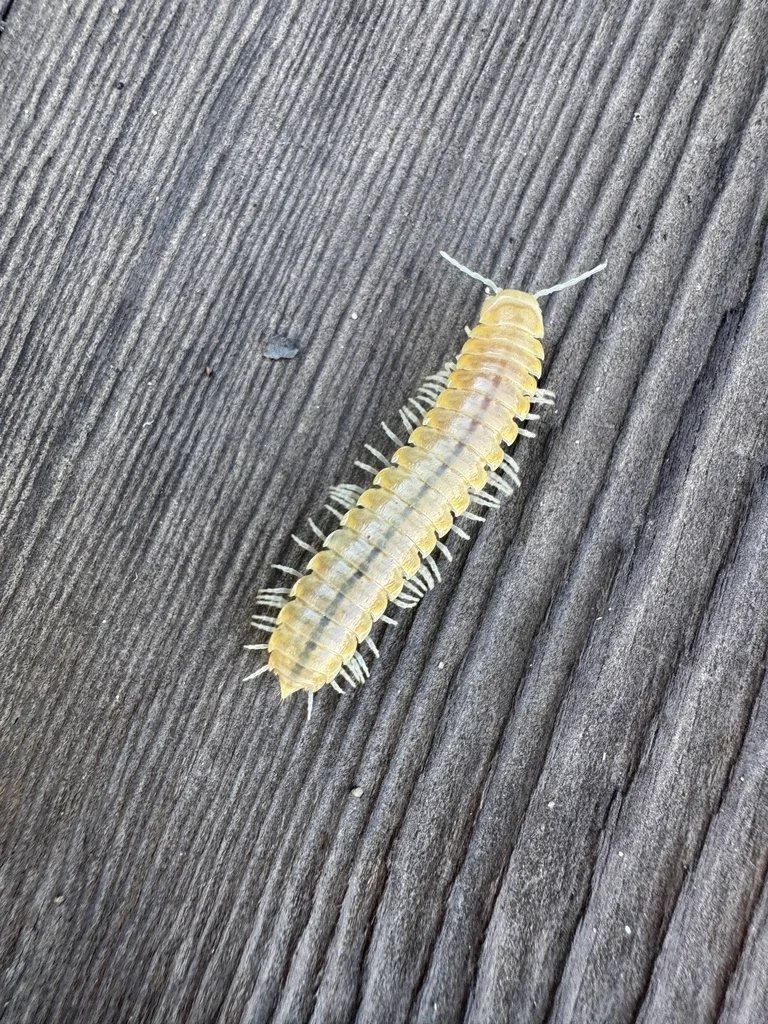 Pale yellow cherry millipede on weathered wood deck showing full body