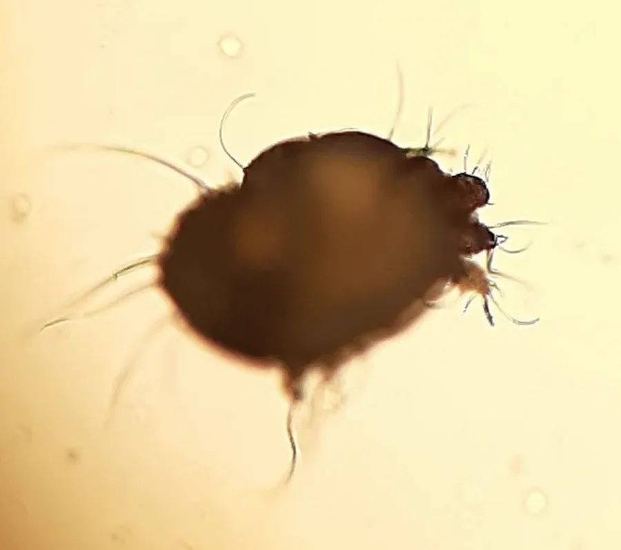 Dorsal microscope view of a Cheyletiella mite with the hooked palps visible at the front of the body