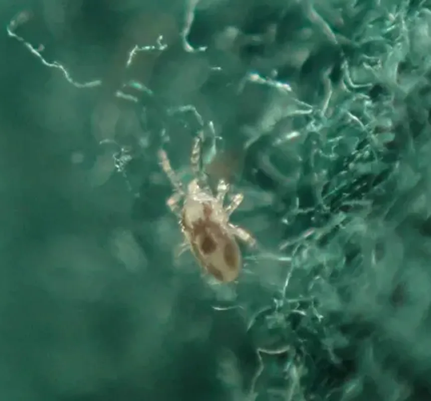 Pale Cheyletiella mite crawling among fibers, the moving speck that gives walking dandruff its name