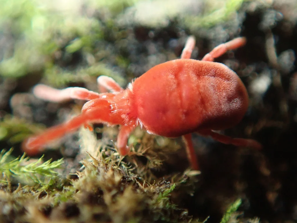 Red velvet mite on mossy surface showing characteristic coloring