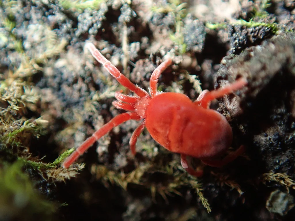 Chigger mite crawling on lichen-covered bark
