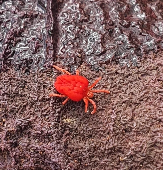 Detailed view of a velvet mite showing textured body surface