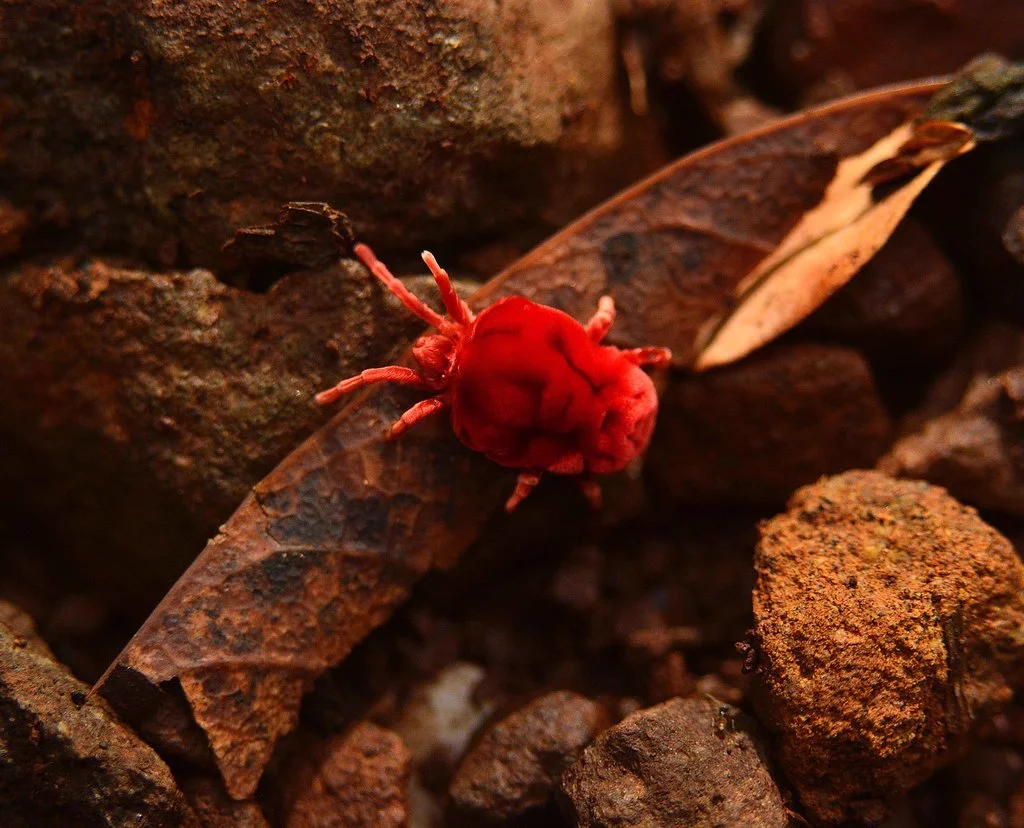 Bright red velvet mite in natural leaf litter habitat