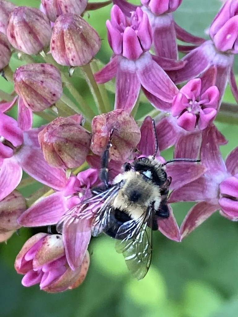 Chimney bee foraging on pink milkweed flowers with pollen on its body