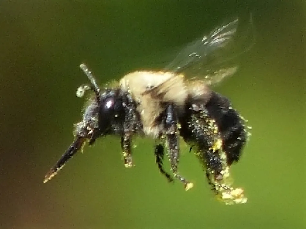 Chimney bee in flight showing pollen-covered legs and fuzzy thorax