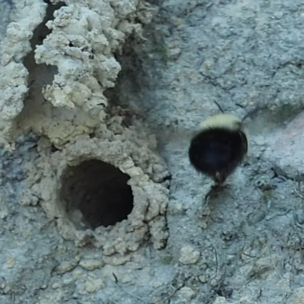 Chimney bee at the entrance of its mud turret nest in a clay bank