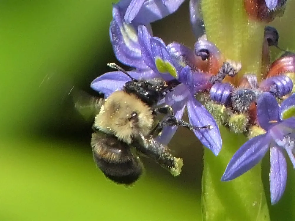 Chimney bee collecting pollen from blue flowers in a garden