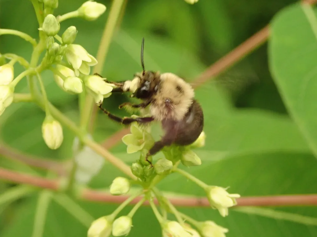 Chimney bee visiting small white flowers showing body structure and wing detail
