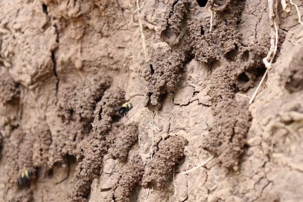 Clay chimney turret nest entrances built by Anthophora abrupta in a clay bank