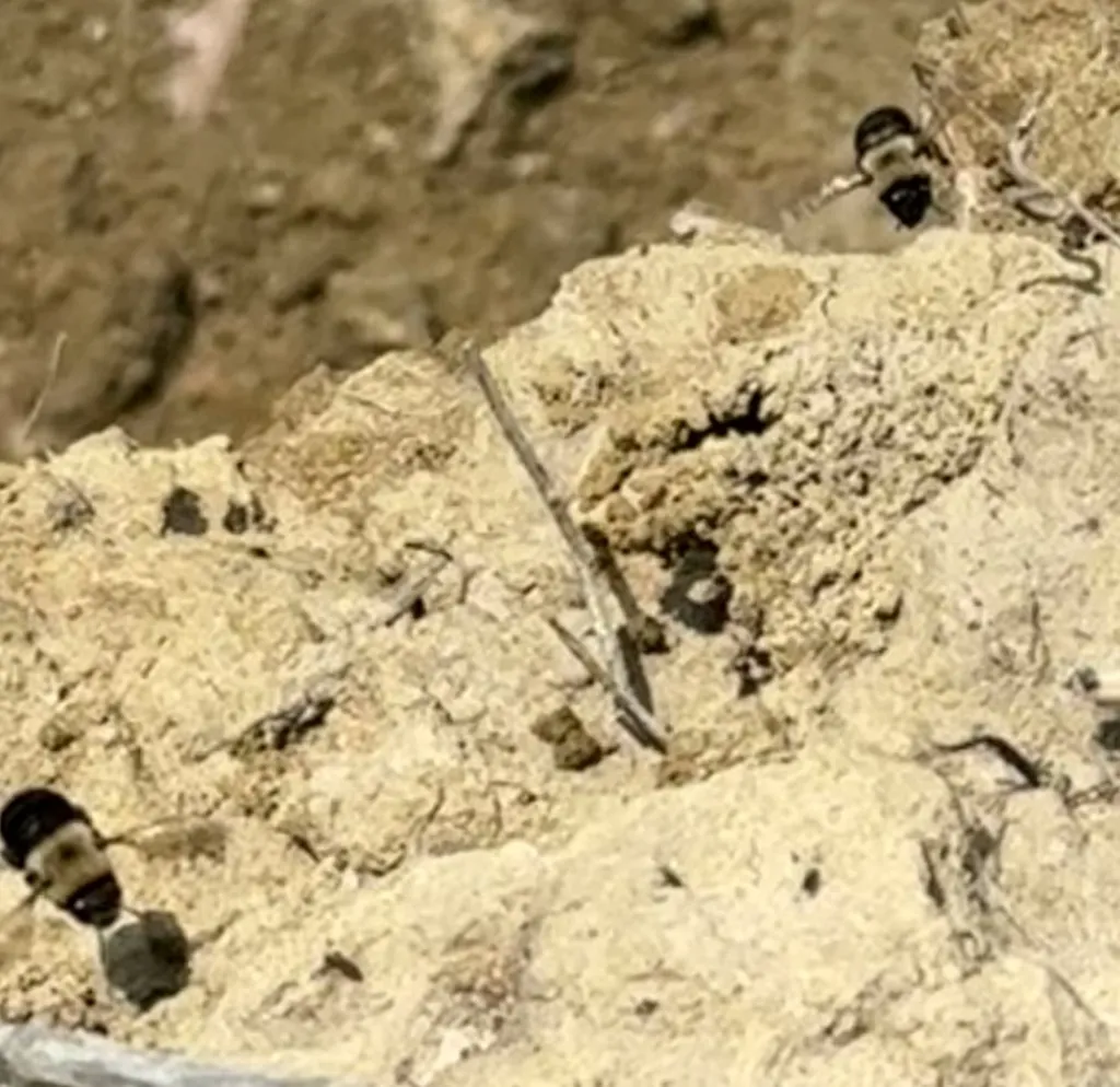 Chimney bee nesting aggregation in exposed clay soil showing multiple bees and turret structures