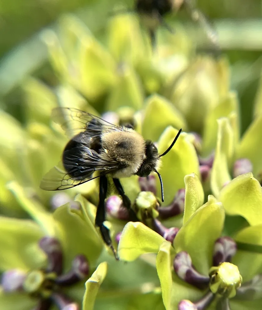 Close-up of a chimney bee on milkweed showing pale thorax hair and dark wings