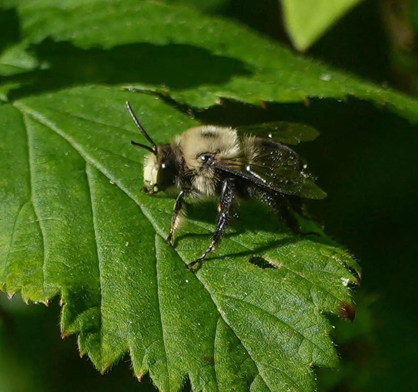 Chimney bee resting on a green leaf showing fuzzy body and wing venation