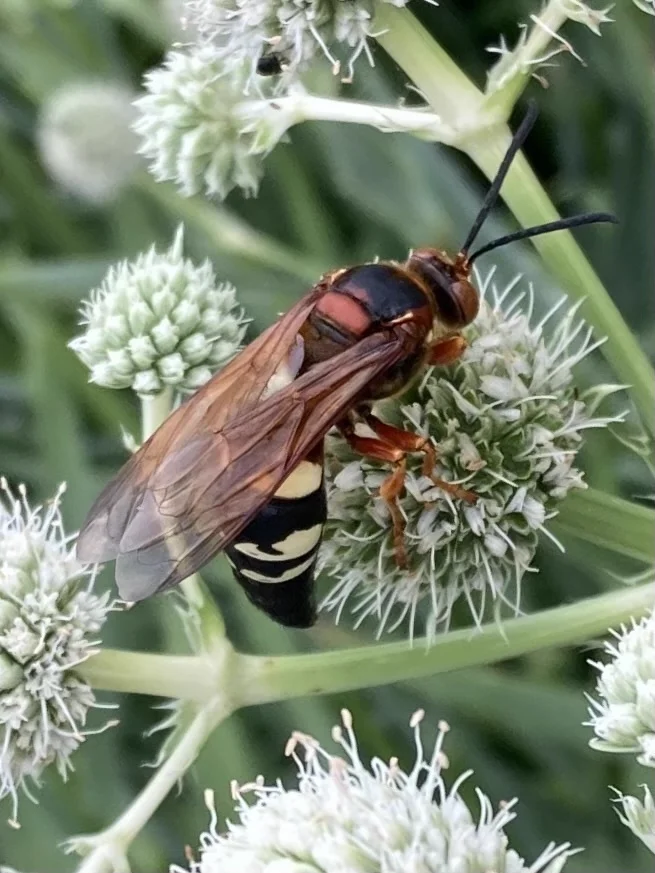 Side view of a cicada killer wasp on white flowers showing reddish-brown thorax and yellow markings