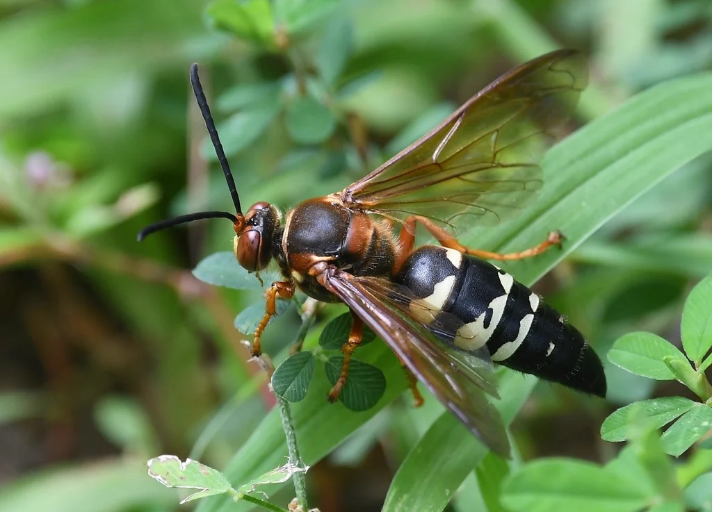 Cicada killer wasp in flight near flowers displaying wings and body structure