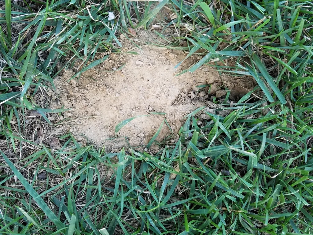 Cicada killer burrow entrance in lawn showing characteristic U-shaped dirt mound