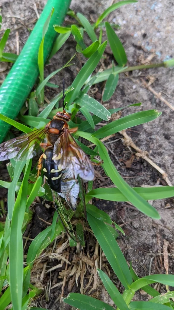 Cicada killer wasp carrying a paralyzed cicada prey back to its burrow