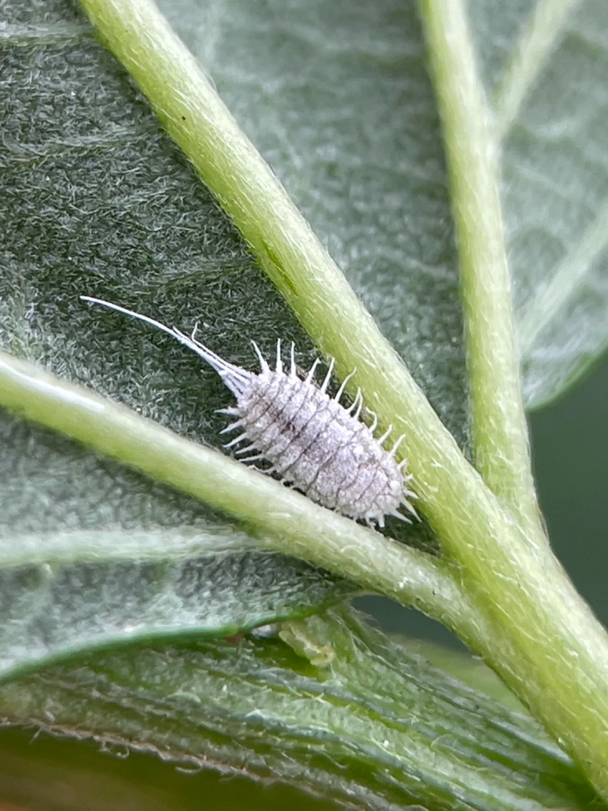 Citrus mealybug on a plant leaf displaying typical oval body shape
