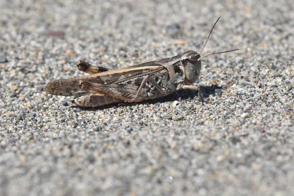 Clear-winged grasshopper resting on sandy ground showing its camouflaged coloring