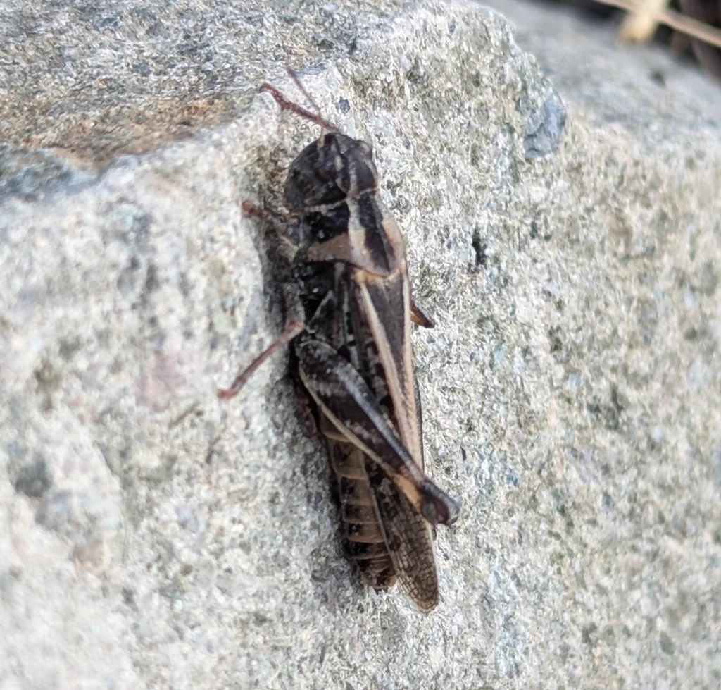 Dark-colored clear-winged grasshopper on stone surface showing color variation within the species