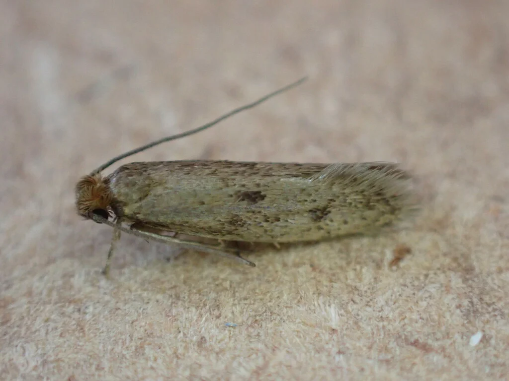 Case-bearing clothes moth displaying mottled brown wing pattern