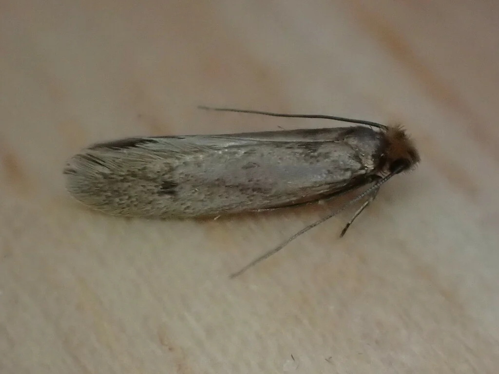 Side profile of case-bearing clothes moth on wood surface