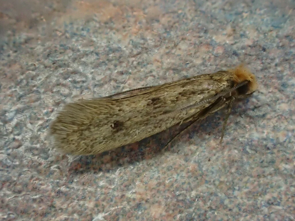 Case-bearing clothes moth showing spotted wing pattern characteristic of the species
