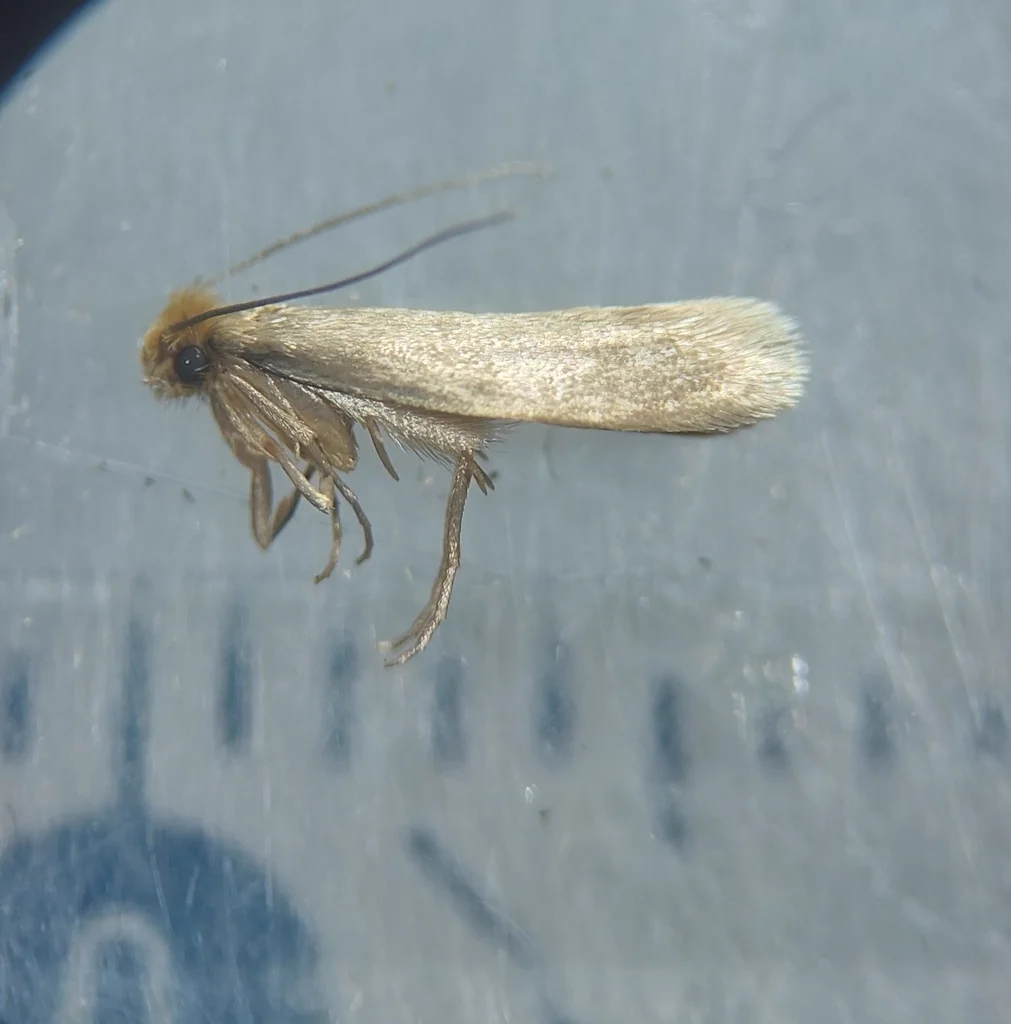 Webbing clothes moth with ruler showing actual size of approximately 12mm wingspan