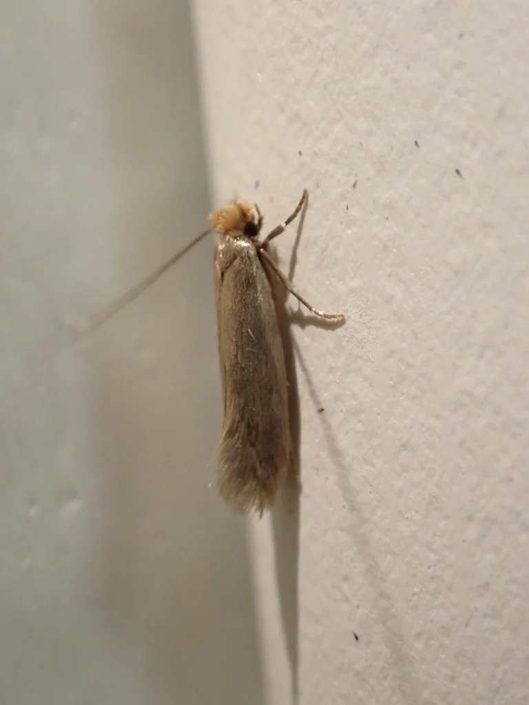 Webbing clothes moth resting on interior wall corner where homeowners commonly find them
