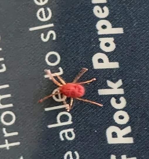 Tiny red clover mites